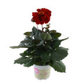 Georgine 'Dahlia Temptation' i 14 cm potte